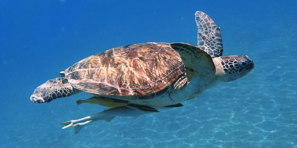 Abu Dabbab Bay Sea Turtle & Dugong Snorkeling