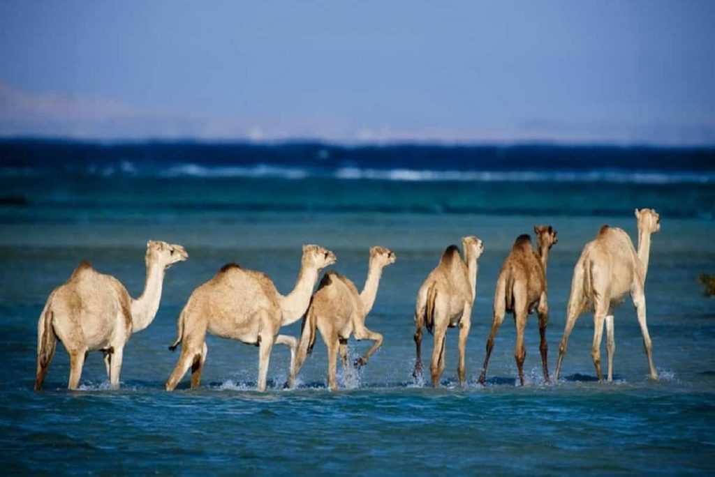 Wadi El Gemal National Park Safari