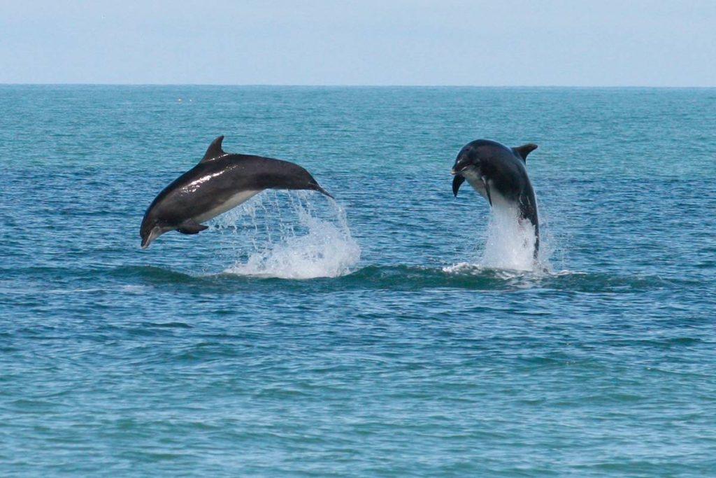 Sataya Reef (Dolphin House) Snorkeling Tour