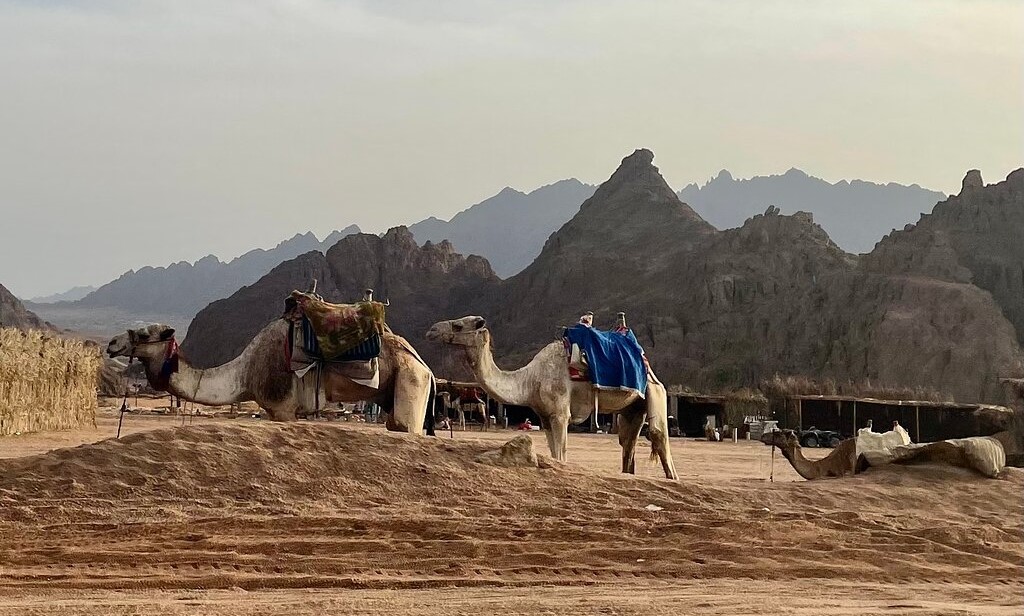 Wadi El Gemal National Park Safari