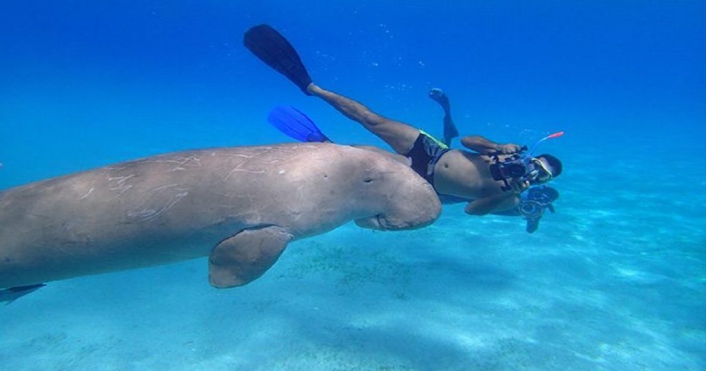 Marsa Mubarak Marine Life Exploration