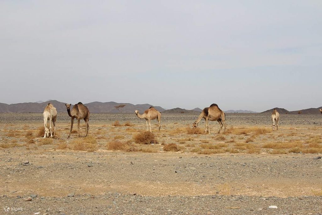 Wadi El Gemal National Park Safari