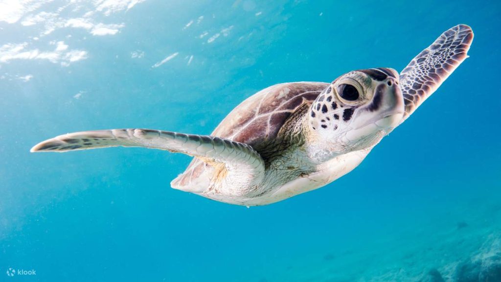 Abu Dabbab Bay Sea Turtle & Dugong Snorkeling