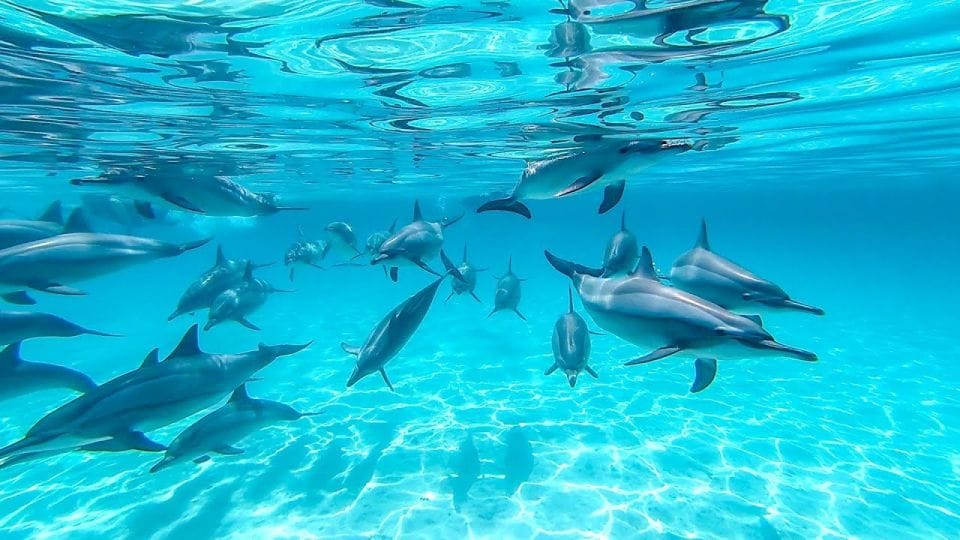 Sataya Reef (Dolphin House) Snorkeling Tour