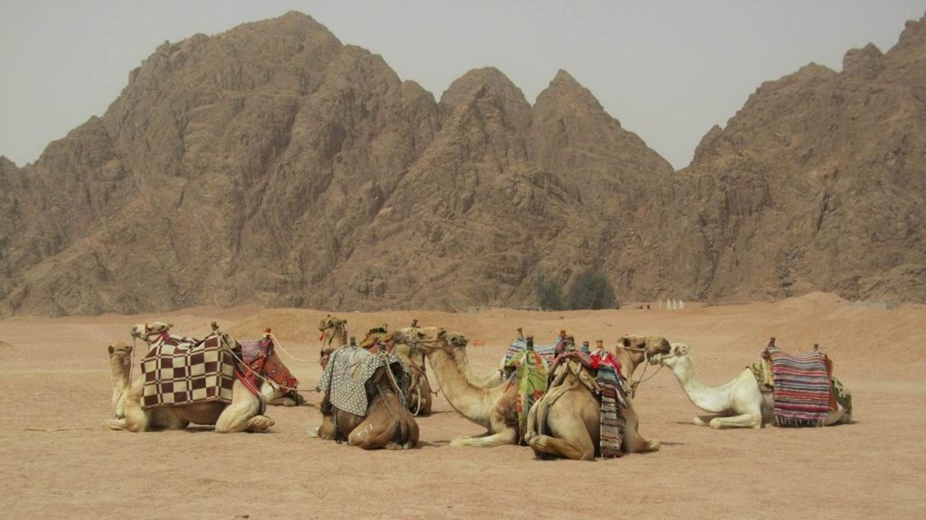 Wadi El Gemal National Park Safari