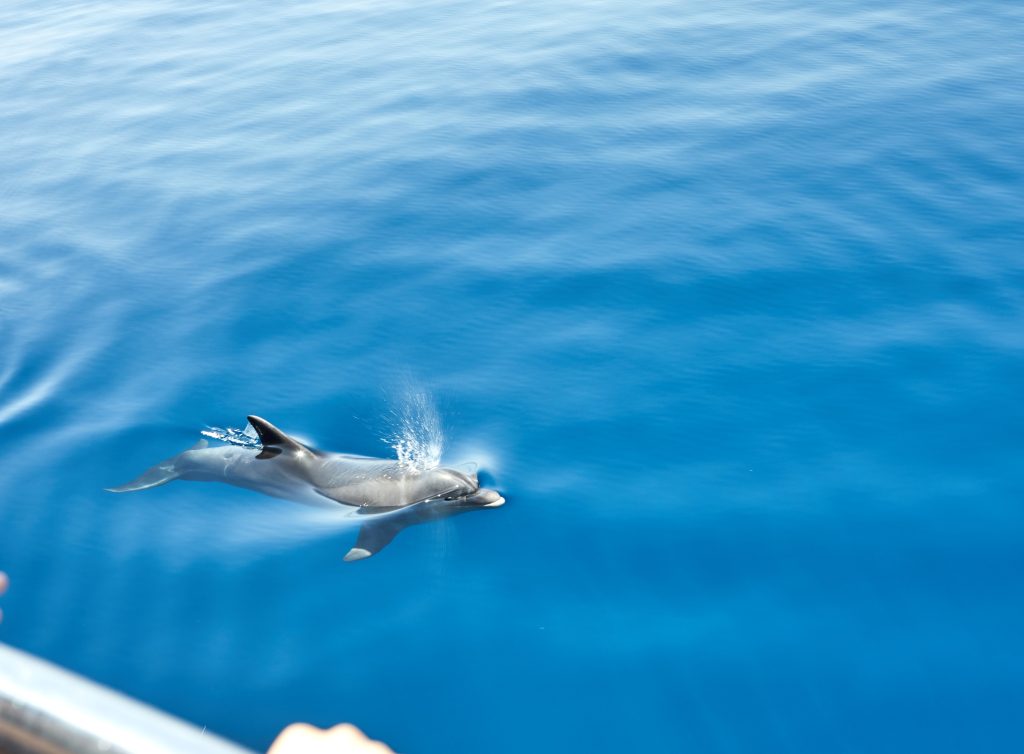 Sataya Reef (Dolphin House) Snorkeling Tour