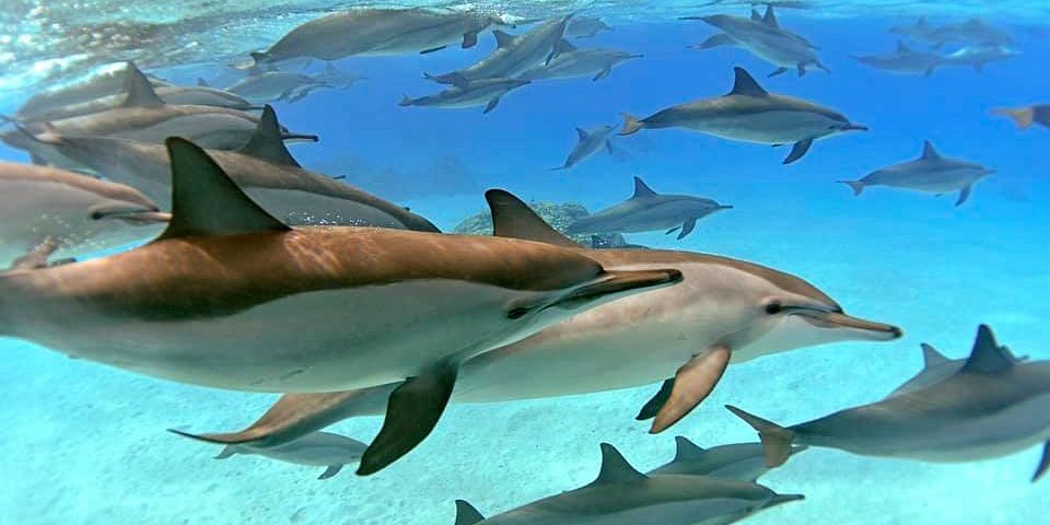 Sataya Reef (Dolphin House) Snorkeling Tour